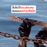 จีนโชว์โดรนล่องหน “บินแบบนกกระพือปีก”